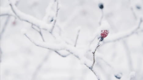 Extreme-Close-Up-Shot-Panning-to-Snow-Covered-Branch-In-Woodland