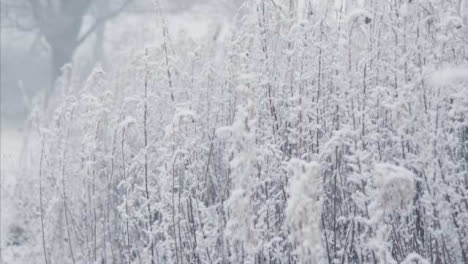 Extreme-Close-Up-Shot-of-Snow-Covered-Plant-In-Snowy-Woodland