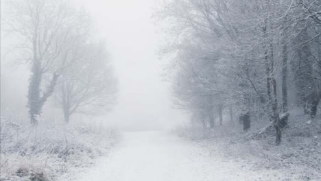 Tracking-Shot-Along-Footpath-In-Snowy-Woodland-