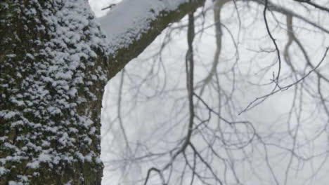 Extreme-Close-Up-Shot-of-Snow-Covered-Tree-In-Woodland