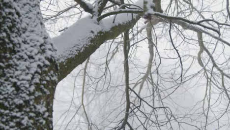 Pull-Focus-Shot-of-Snow-Covered-Branches-In-Snowy-Woodland