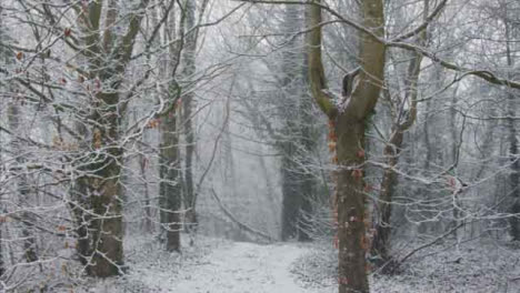 Tracking-Along-a-Snow-Covered-Path-In-Snowy-Woodland-Area