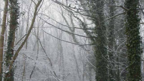 Tilting-Shot-Looking-Up-at-Snow-Covered-Trees-In-Woodland