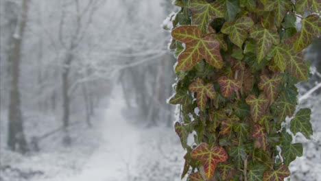 Pull-Focus-Shot-of-Snow-Covered-Footpath-In-Snowy-Woodland