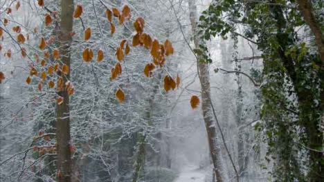 Tilting-Shot-Looking-Up-at-Snow-Covered-Trees-In-a-Snowy-Woodland