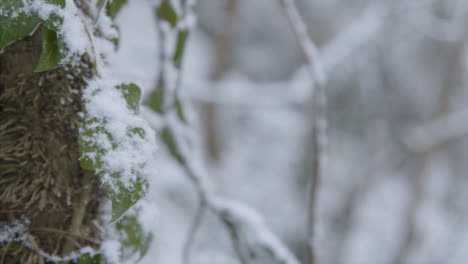 Extreme-Close-Up-Shot-of-Snow-Covered-Leaf-In-Woodland-