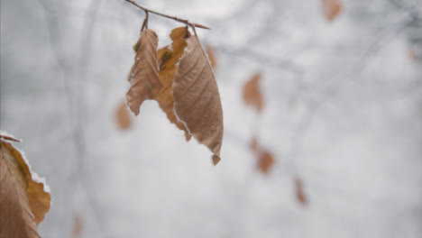 Extreme-Close-Up-Shot-of-Snow-On-a-Leaf-In-Snowy-Woodland