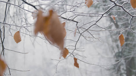 Pull-Focus-Shot-of-Snow-Covered-Branches-and-Leaves-In-Woodland