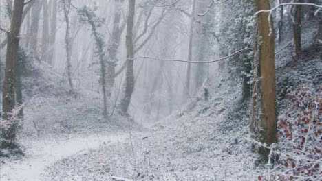 Tracking-Shot-Along-Footpath-In-a-Snowy-Woodland-
