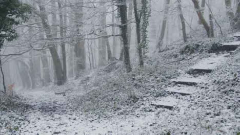 Tracking-Shot-Along-Footpath-In-a-Snowy-Woodland-Looking-at-Trees