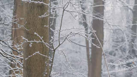 Close-Up-Shot-of-Snow-Covered-Branches-and-Twigs-In-Snowy-Woodland
