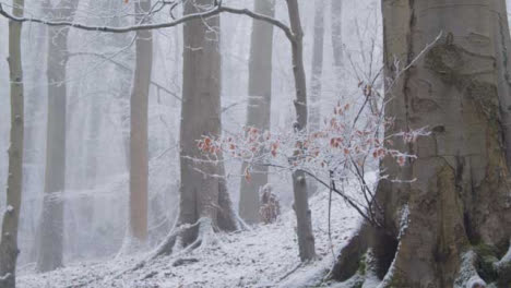 Kippschuss-Mit-Blick-Auf-Schneebedeckte-Bäume-Im-Verschneiten-Wald