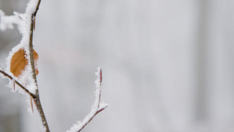 Pull-Focus-Shot-of-Trees-and-Leaves-In-a-Snowy-Woodland