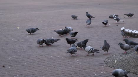 Handheld-Medium-Shot-of-Pigeons-Feeding-In-Oxford-