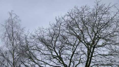 Low-Angle-Shot-Looking-Up-at-Bare-Trees-Swaying-In-Wind