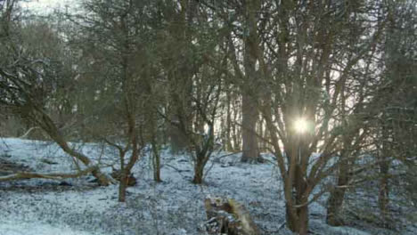 Tracking-Shot-of-Sunlight-Bursting-Through-Snow-Covered-Trees