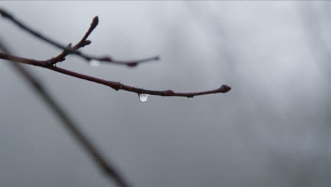 Extreme-Close-Up-Shot-of-Rain-Droplet-Handing-Onto-Tree-Branch