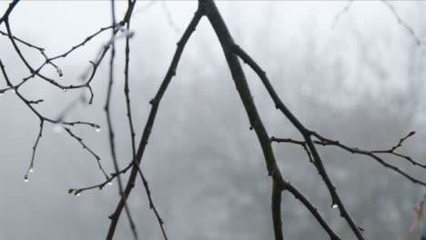 Pull-Focus-Shot-of-Rain-Droplet-Handing-Onto-a-Tree-Branch