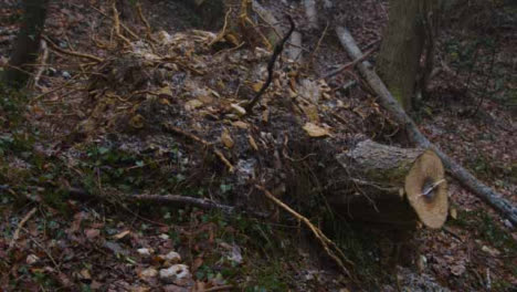 Tracking-Shot-Orbiting-Around-Dead-Tree-Stump