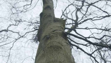 Tilting-Shot-Looking-Up-Tree-Trunk-In-Woodland-Area