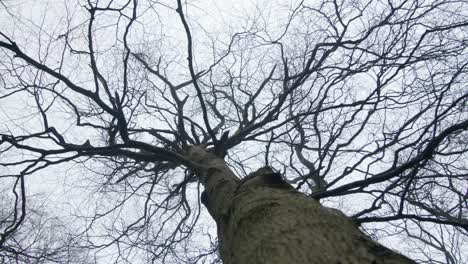 Low-Angle-Rotating-Shot-Looking-Up-at-Treetop-In-Woodland-Area