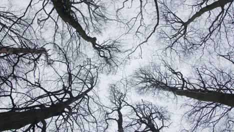Low-Angle-Rotating-Shot-Looking-Up-at-Treetops-In-Woodland-Area