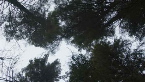 Low-Angle-Rotating-Shot-Looking-Up-at-Treetops-In-a-Woodland-Area