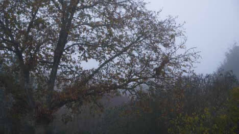 Long-Shot-of-Autumn-Leaves-Falling-from-Tree-On-Misty-Morning