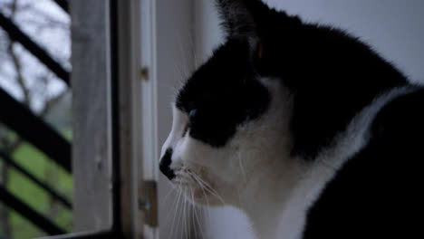 Side-Profile-Shot-of-Cat-Looking-Out-of-Open-Balcony-Door