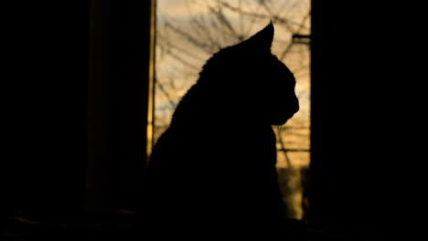 Close-Up-Shot-of-Silhouetted-Cat-Against-Sunset-Skyline-Through-Large-Window