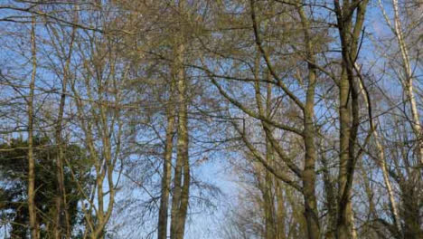 Tracking-Shot-Along-Woodland-Footpath-and-Looking-Up-at-Trees