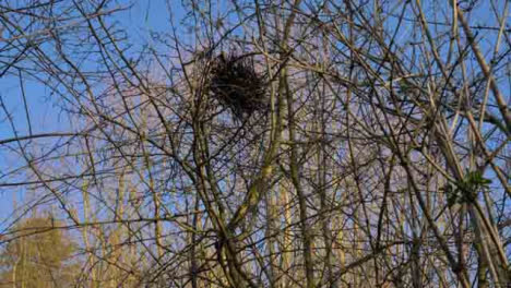 Tilting-Shot-Looking-Up-at-Birds-Nest