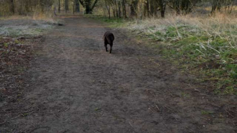 Tracking-Shot-Following-Dog-Walking-Along-Woodland-Path