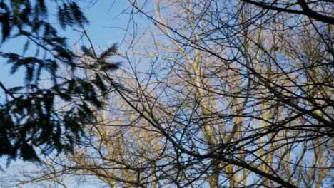 Tracking-Shot-Looking-Up-at-Woodland-Treetops