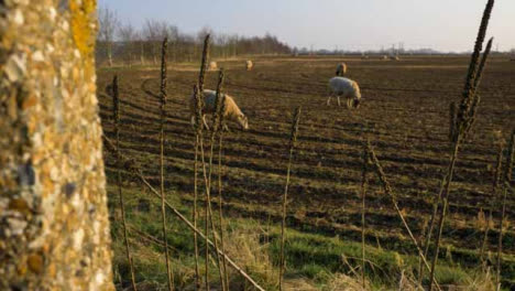Panning-Shot-of-Tall-Dried-Plants-On-Fields-Edge-with-Sheep-In-Background