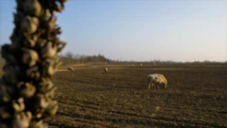 Defocused-Panning-Shot-of-Sheep-In-Field