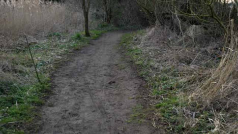 Tracking-Shot-Along-Muddy-Woodland-Footpath