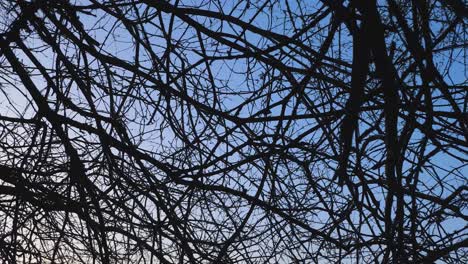 Tracking-Shot-Looking-Up-at-Silhouetted-Tree-Branches
