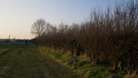 Tracking-Shot-Along-Hedge-In-Field-with-Dog-Walker-In-Background