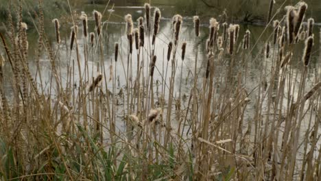 Tracking-Shot-Along-Tall-Reeds-at-Ponds-Edge-