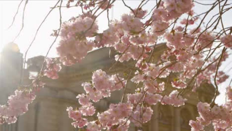 Close-Up-Shot-of-Blossom-Tree-Branches