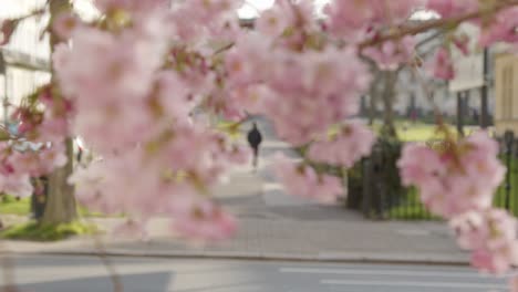 Pull-Focus-Shot-from-Blossom-Tree-Branches-to-Person-Walking-In-Distance