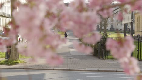 Pull-Focus-Shot-from-Person-Walking-In-Distance-to-Blossom-Tree-Branches