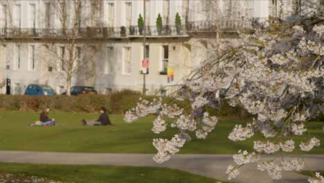 Medium-Shot-of-Blossom-Tree-In-Public-Park