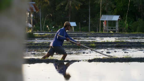 Tracking-Shot-Following-a-Farm-Worker-In-Paddy