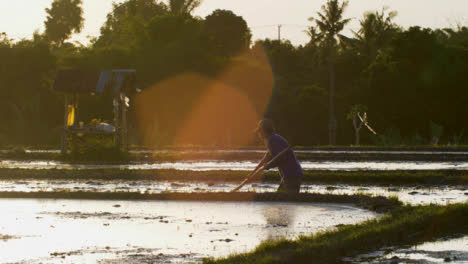 Tracking-Shot-Following-Farm-Worker-In-a-Paddy-at-Sunset