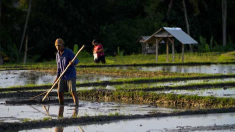 Tracking-Shot-of-Farm-Workers-Working-In-a-Paddy