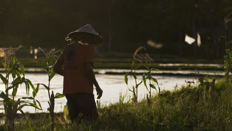 Tracking-Shot-of-Farm-Worker-Working-In-Field-at-Sunset
