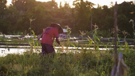 Tracking-Shot-Past-Bush-Revealing-Farm-Worker-In-Field-at-Sunset