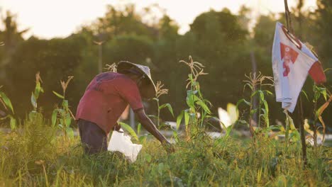 Tracking-Shot-Past-Bush-Revealing-Farm-Worker-In-Field-During-Sunset